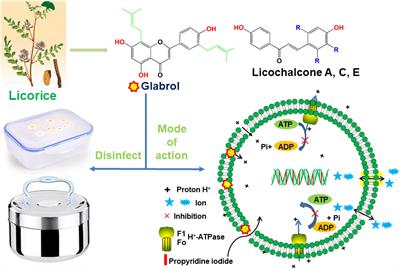 Antibacterial Effect and Mode of Action of Flavonoids From Licorice Against Methicillin-Resistant Staphylococcus aureus